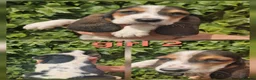 Basset Hound dogs for sale: KC REG Bassett Babies - Advert 12