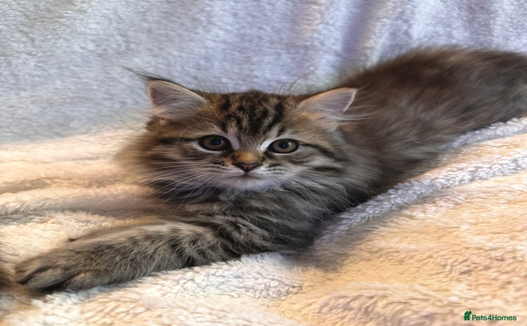Siberian cats - Advert 4