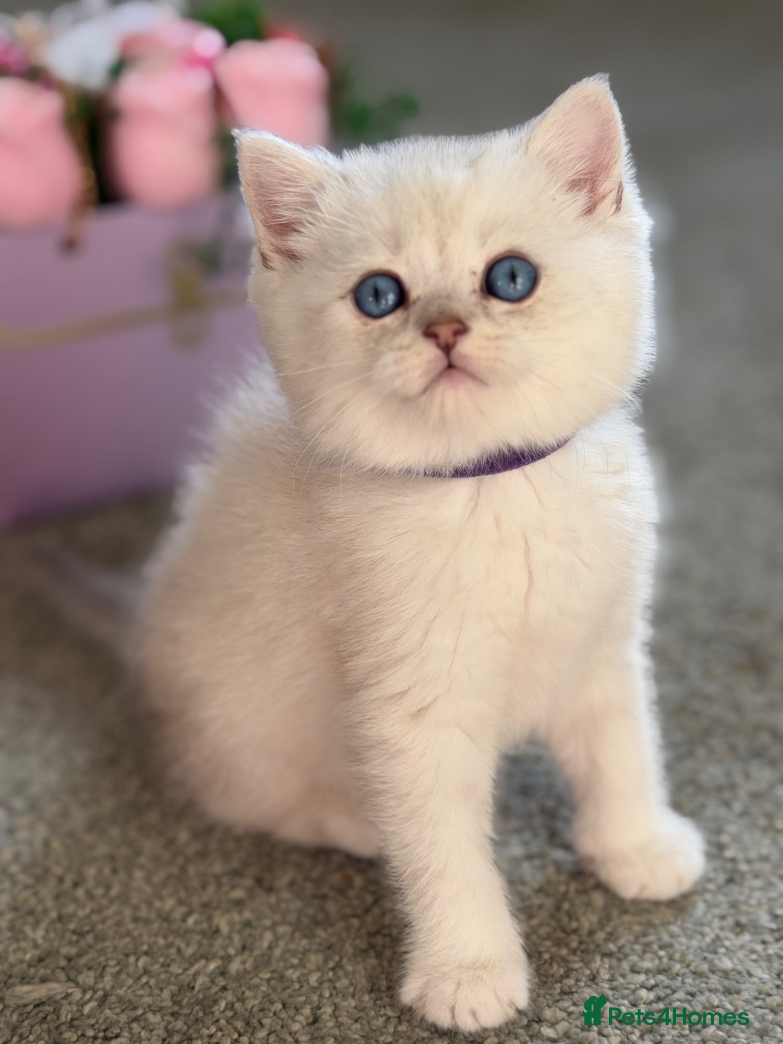 British Shorthair cats BSH golden point adorable kittens GCCF  - Advert 1