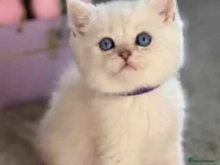 British Shorthair cats BSH golden point adorable kittens GCCF - Advert 6