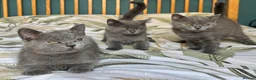 British Shorthair cats for sale: Beautiful British Shorthair kittens  - Advert 3