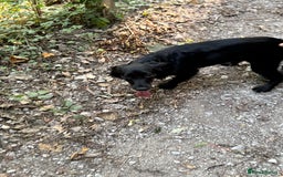 Cocker Spaniel dogs for sale: Female Cocker spaniel  - Image 3