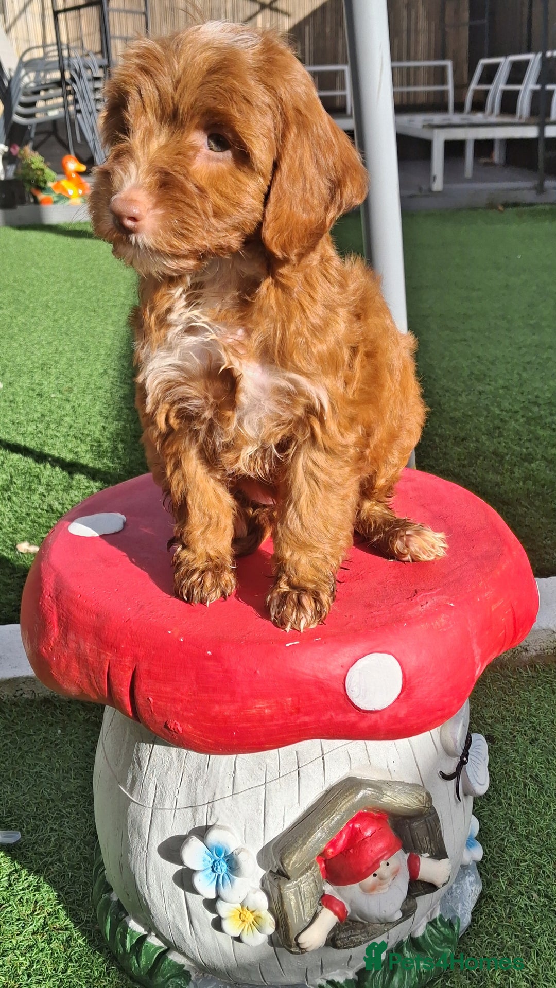 Cockapoo dogs for sale: ** LAST ADORABLE CURLY BLACK & WHITE COCKAPOOS **  - Advert 16