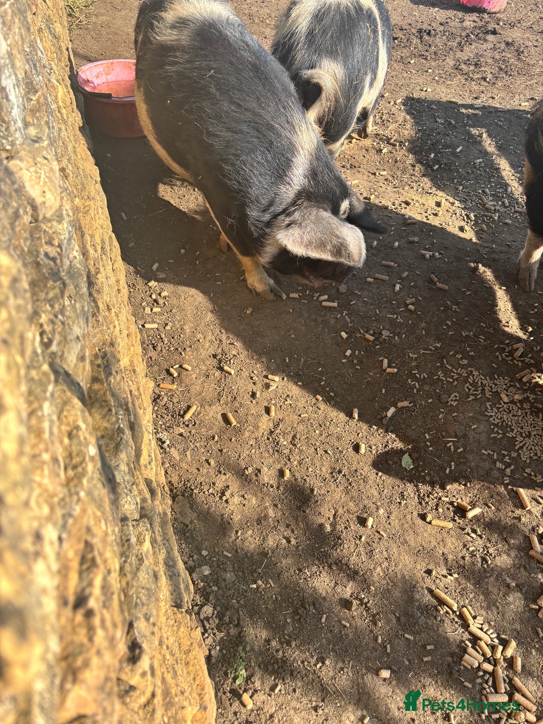 Pig livestock for sale: Gorgeous Kune Kune Piglets for sale - Image 10