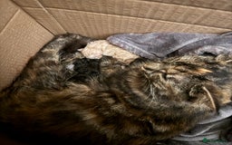 British Longhair cats for sale: Beautiful British longhair kittens - Image 21