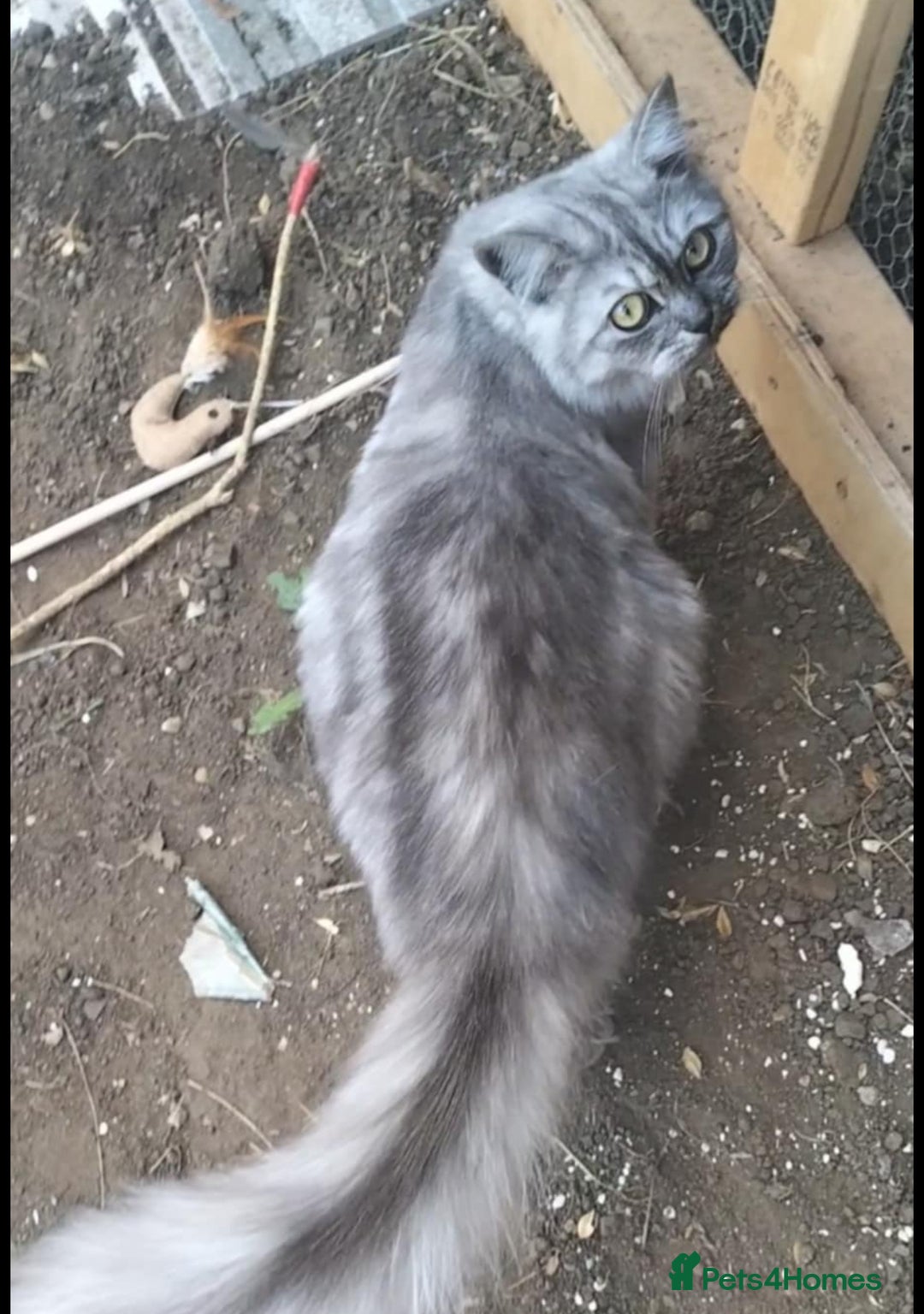 Siberian cats for sale: male and female - Image 3