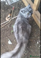 Siberian cats - Advert 4