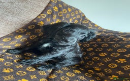 Cocker Spaniel dogs for sale: COCKER SPANIEL GIRLS READY FOR NEW HOMES  - Image 25