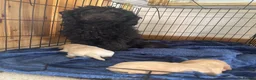 Mixed Breed dogs for sale: Beautiful Golden Sprockerpoo’s Ready End of May - Advert 3