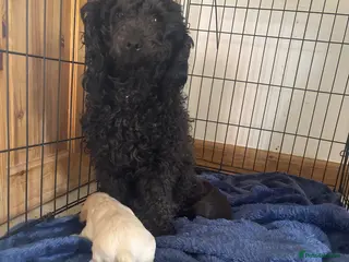 Mixed Breed dogs 5 star bred- Cream Miniature sprocker-poos! - Advert 9