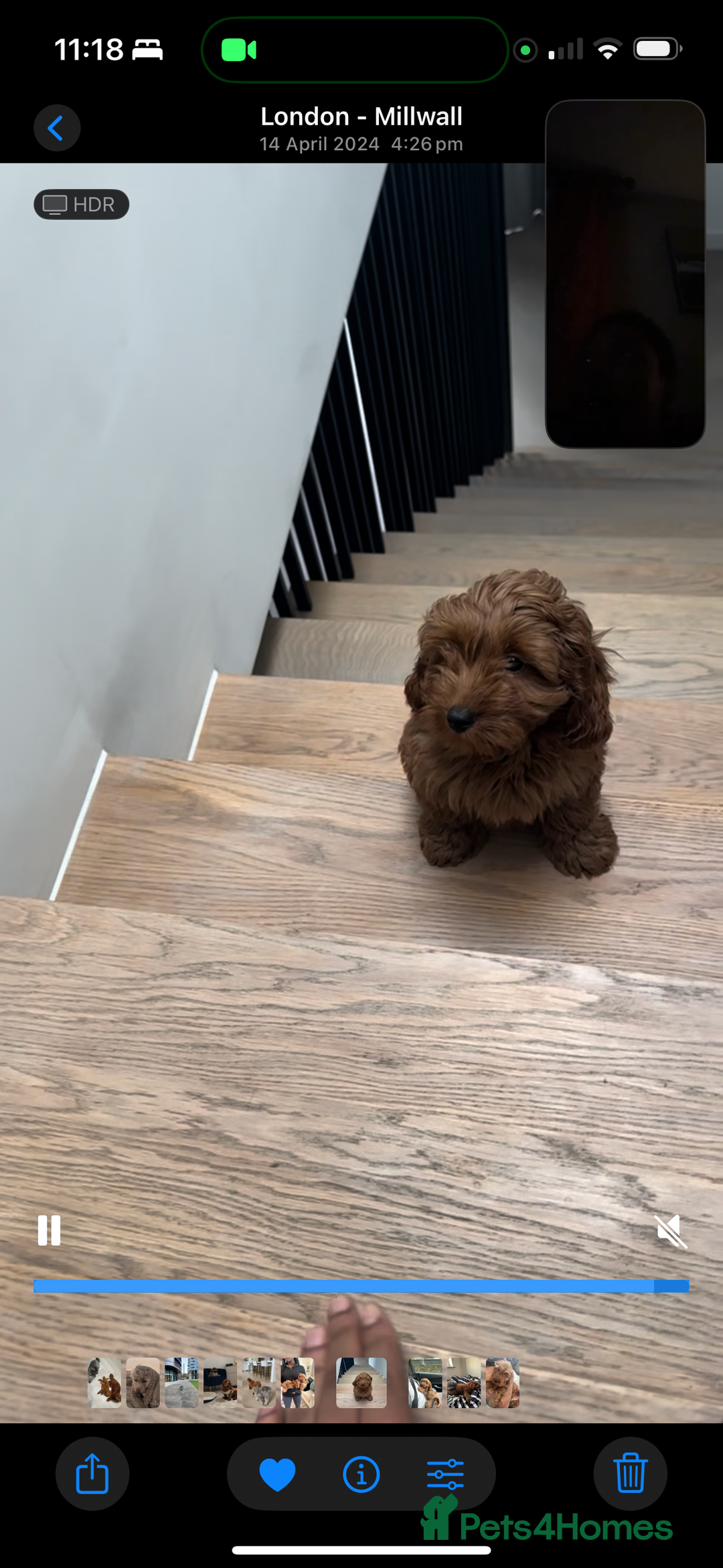 Mixed Breed dogs for sale: Puppies looking for a loving family  - Image 30