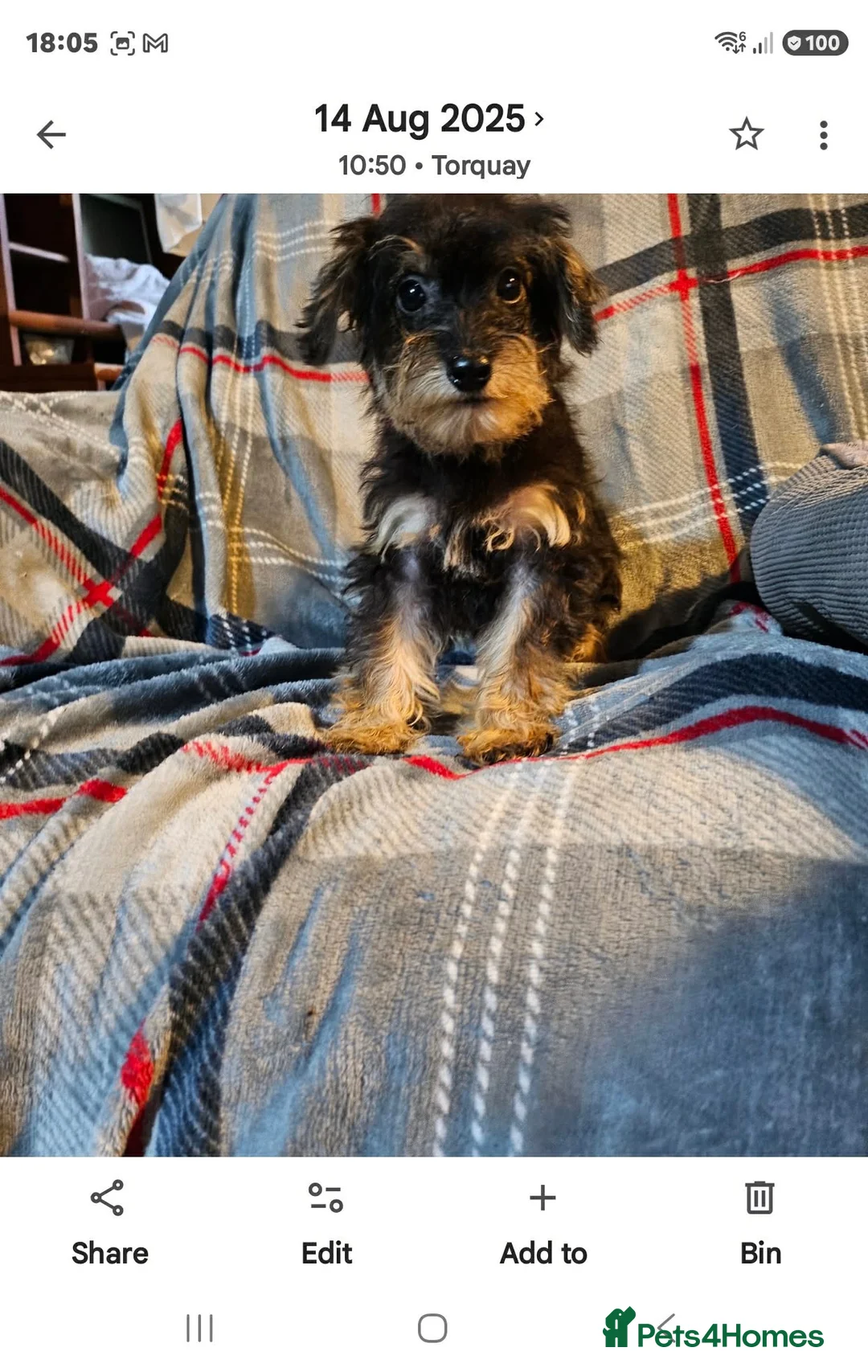 Schnauzer dogs for sale: Schnauzer’s puppies  in Torquay - Advert 2