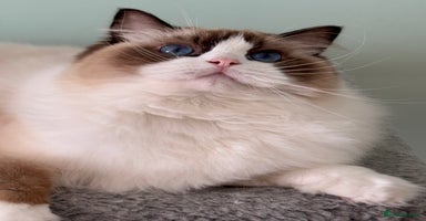 Ragdoll cats - Advert 7