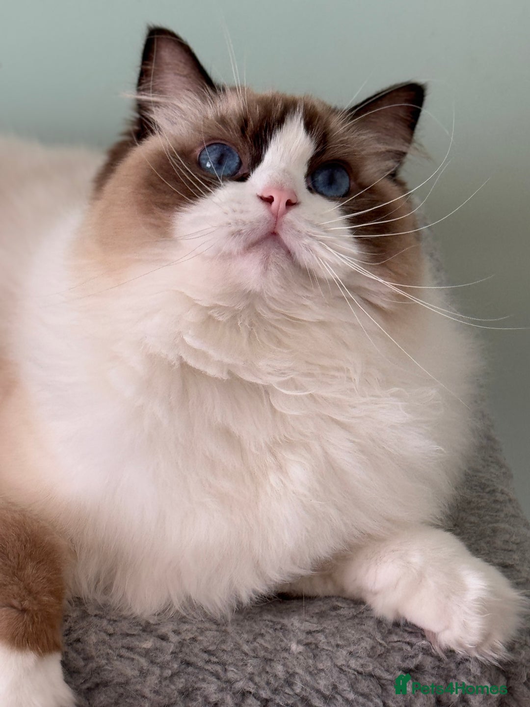 Ragdoll cats for sale: Stunning Ragdoll Kitten Fife Reg Breeder - Image 3