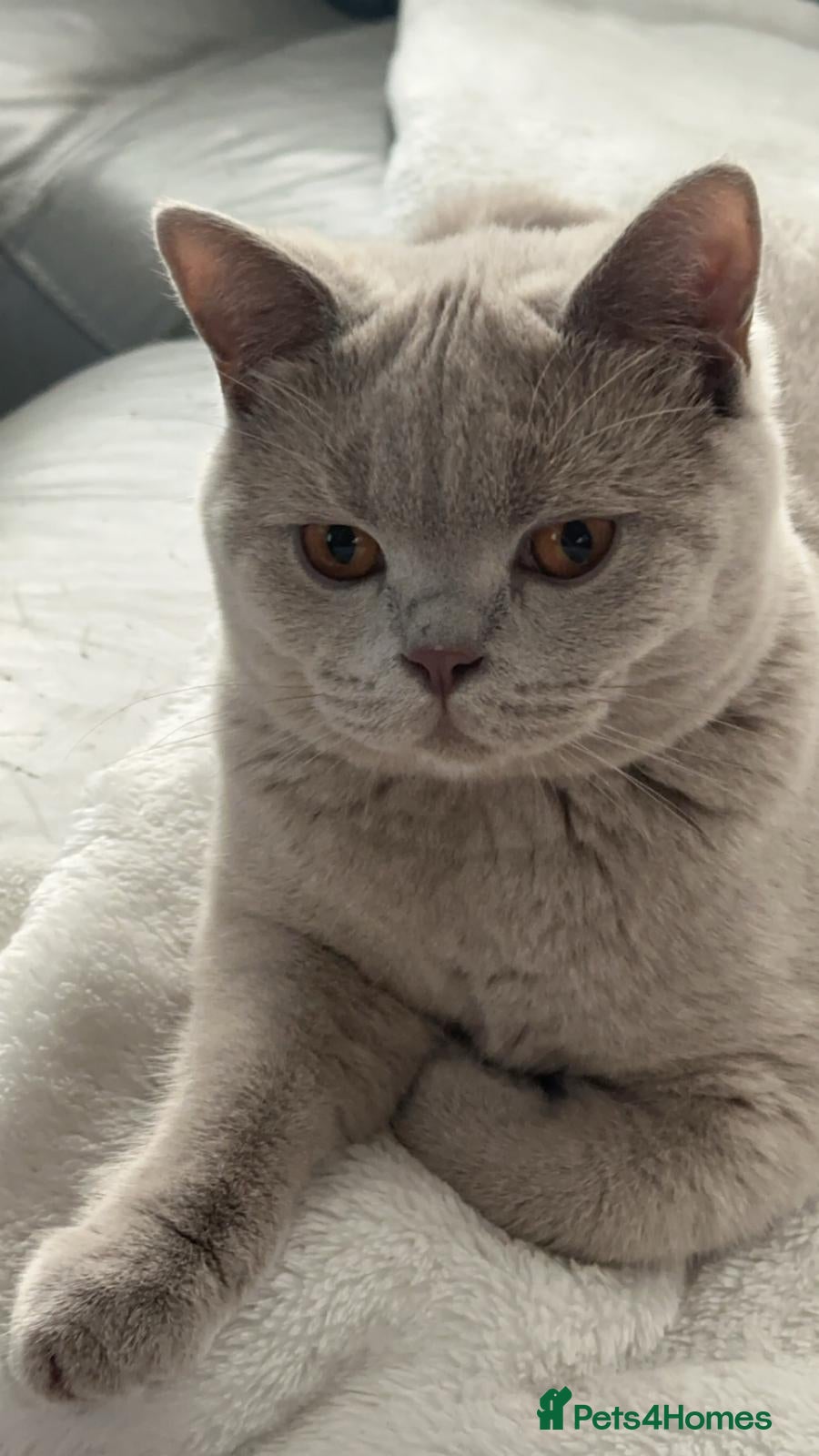 British Shorthair cats Beautiful Lilac British Shorthair  - Advert 1
