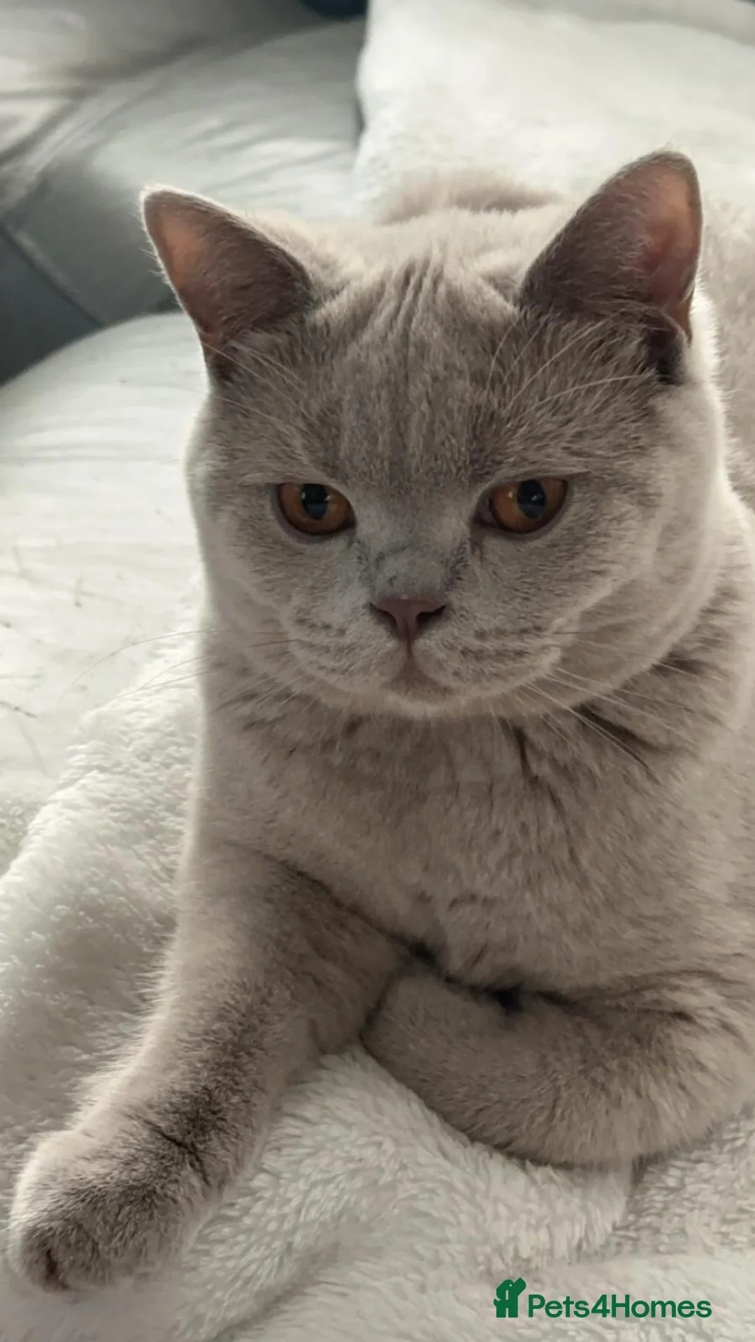 British Shorthair cats for sale: Beautiful Lilac British Shorthair  - Advert 1