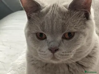 British Shorthair cats Beautiful Lilac British Shorthair - Advert 5