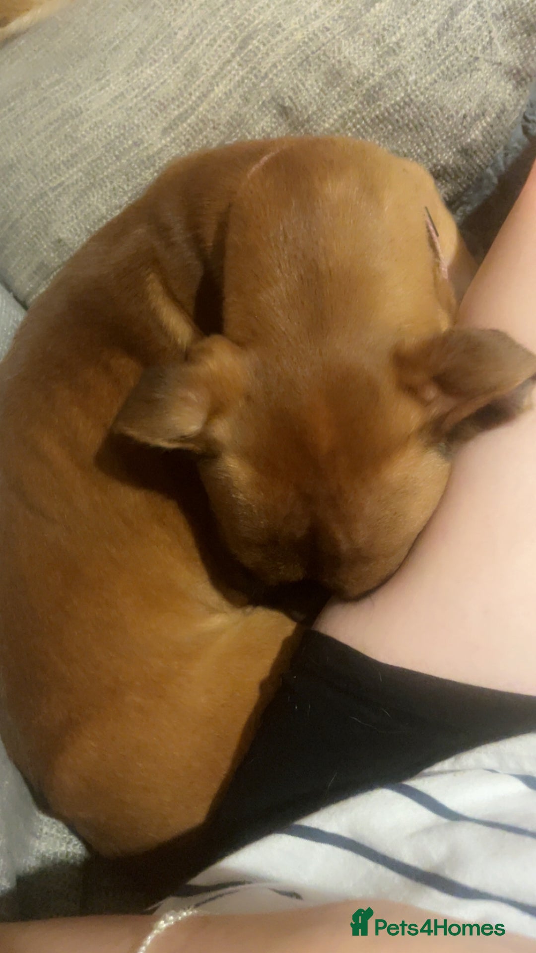 Boxer dogs for sale: Boxer puppy 9 months old - Advert 4