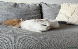 Lionhead rabbits for sale: Lion head  8weeks old  in Swadlincote - Image 10
