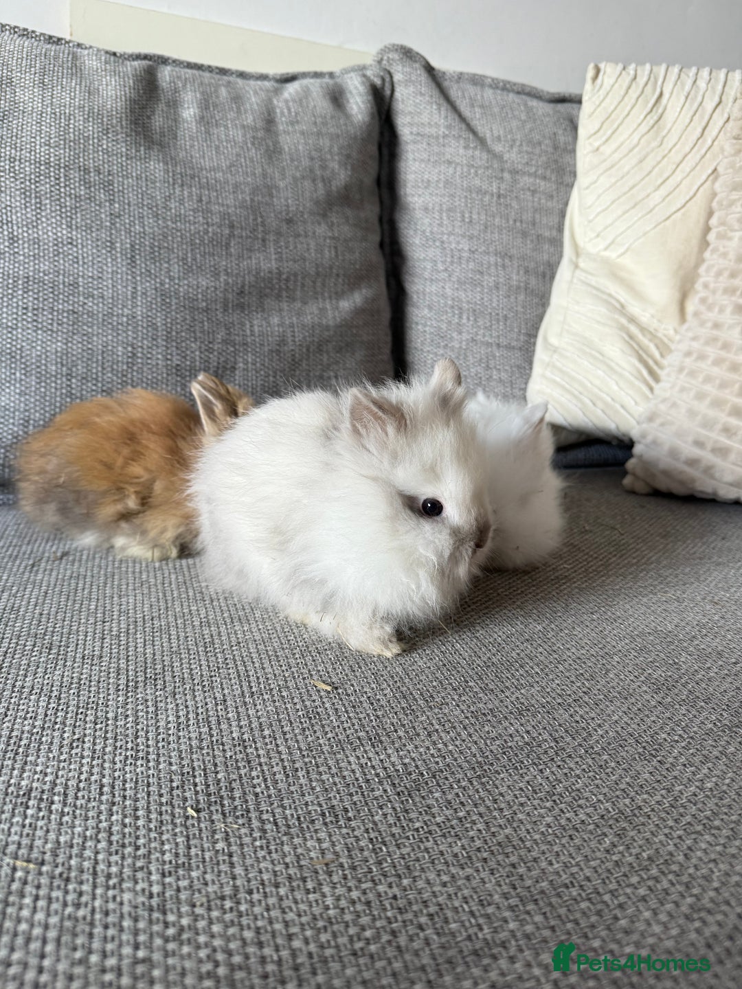 Lionhead rabbits for sale: Lion head  8weeks old  in Swadlincote - Image 10