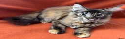 Maine Coon cats for sale: ONLY 2 LEFT GCCF PEDIGREE MAINECOON KITTENS - Advert 27