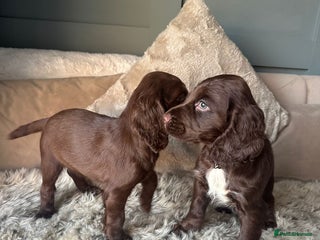 Cocker Spaniel dogs Working cocker spaniel puppies - Advert 1