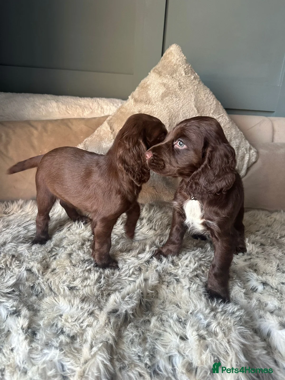 Cocker Spaniel dogs for sale: Working cocker spaniel puppies - Advert 1