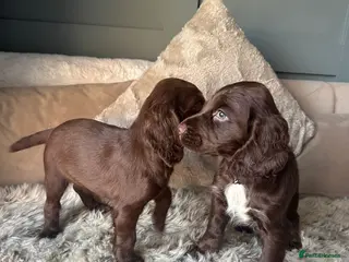 Cocker Spaniel dogs Working cocker spaniel puppies - Advert 7