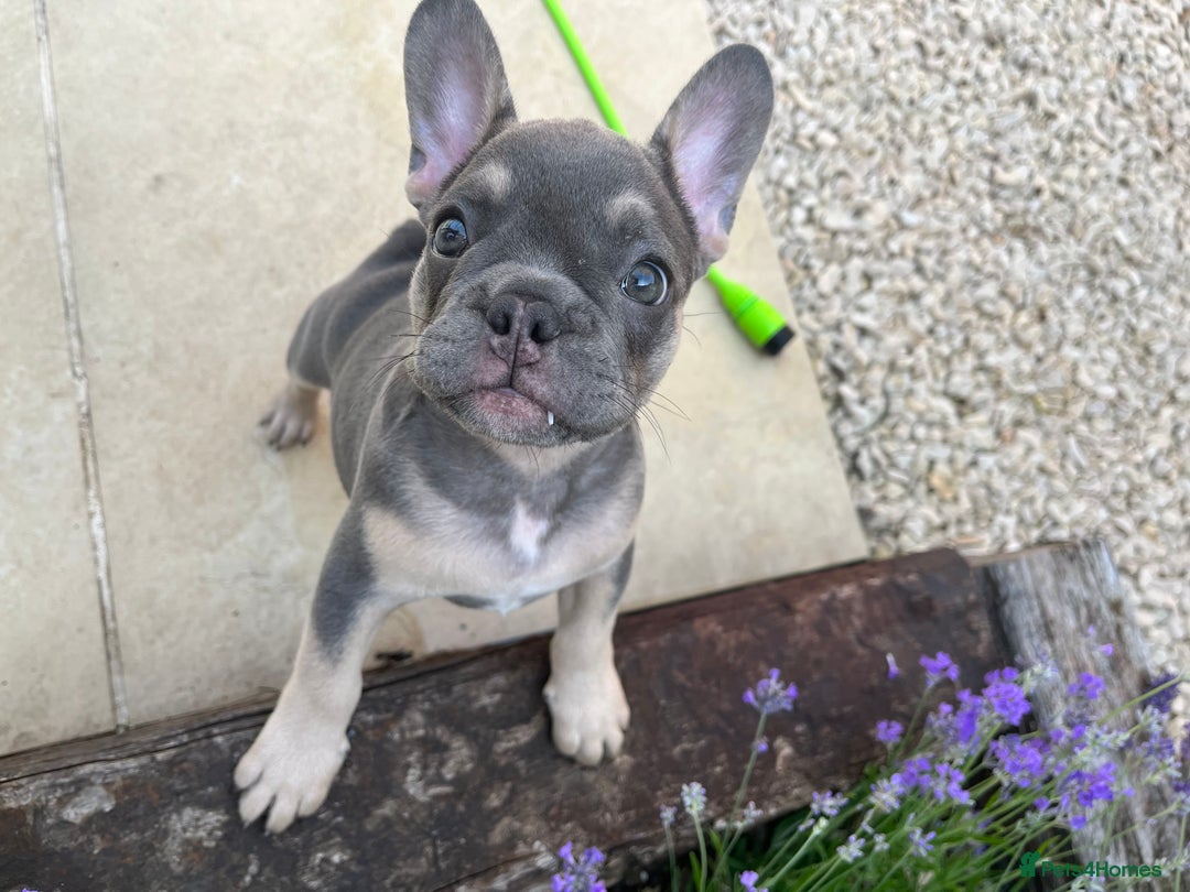 French Bulldog dogs for sale: 3 year old female French bulldog - Image 13