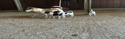 Jack Russell dogs for sale: READY NOW mini jack Russel pups  in Horley - Advert 3