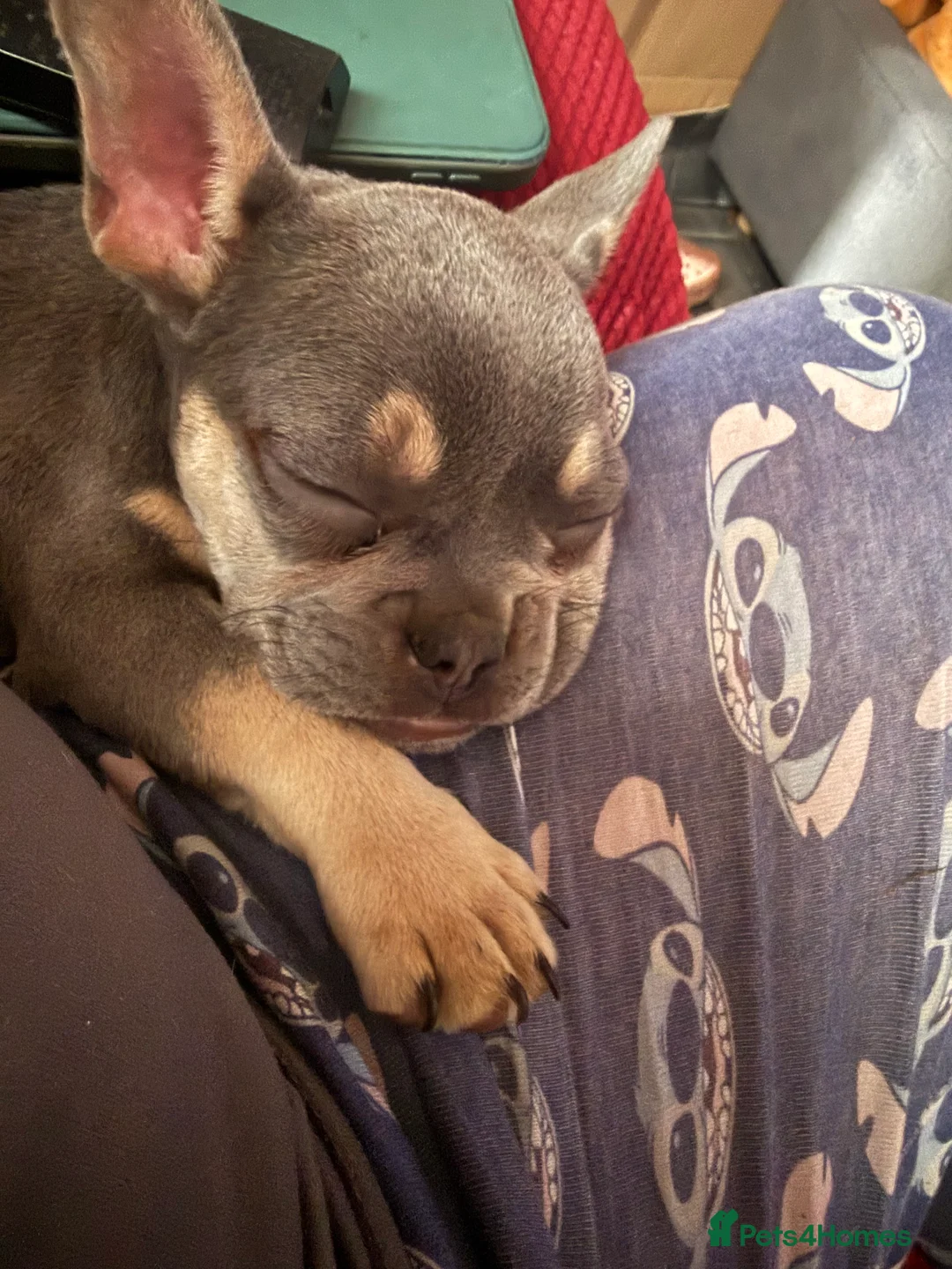 French Bulldog dogs for sale: Female French bulldog in Newark - Advert 1