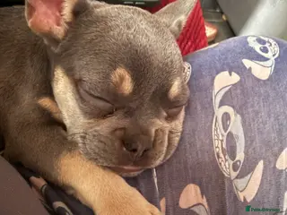 French Bulldog dogs Female French bulldog in Newark - Advert 1