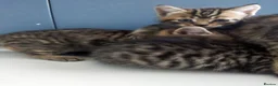 Mixed Breed cats for sale: Lovely kitten ready  for new home  - Advert 26