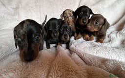 Dachshund dogs for sale: 7 Gorgeous puppies  - Image 10