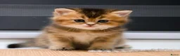 Scottish Fold cats for sale: Golden Scottish Fold & Straight – TICA Registered - Advert 13