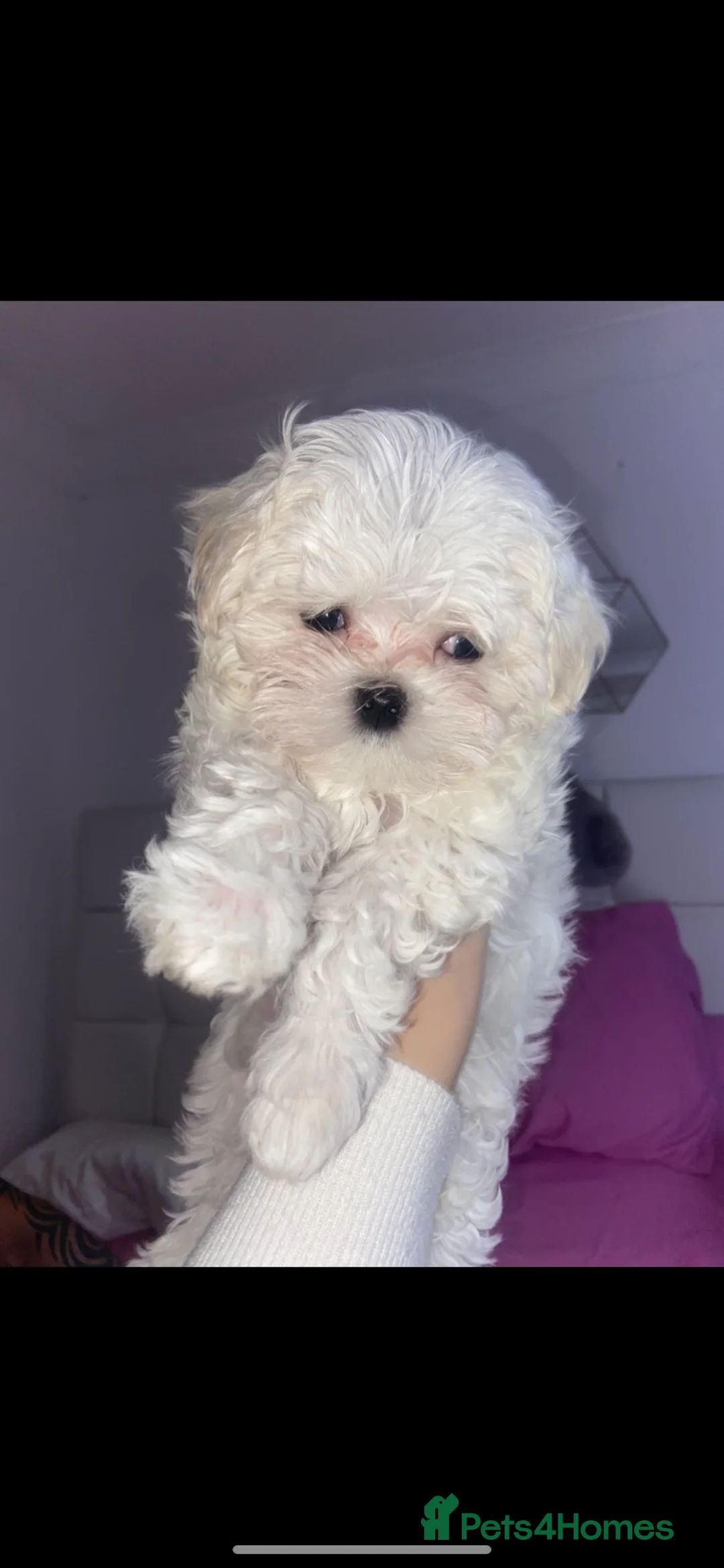 Maltese dogs for stud: Fabulous proven miniature Maltese for stud 🌟 in South Shields - Advert 10