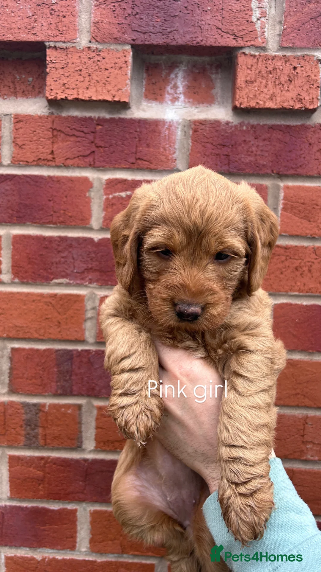 Labradoodle dogs for sale: Stunning fox red F1 Labradoodle puppies. in Mansfield - Advert 2
