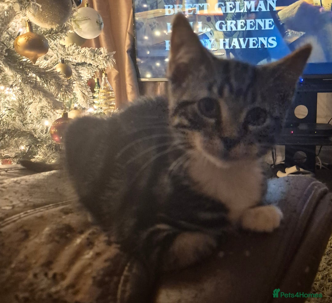 Mixed Breed cats for sale: Kittens ready for new home - Advert 1