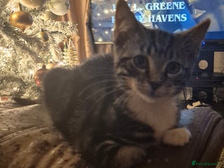 Mixed Breed cats Kittens ready for new home - Advert 1