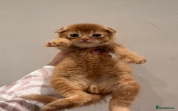 Scottish Fold cats for sale: Scottish fold male kittens available  - Image 18