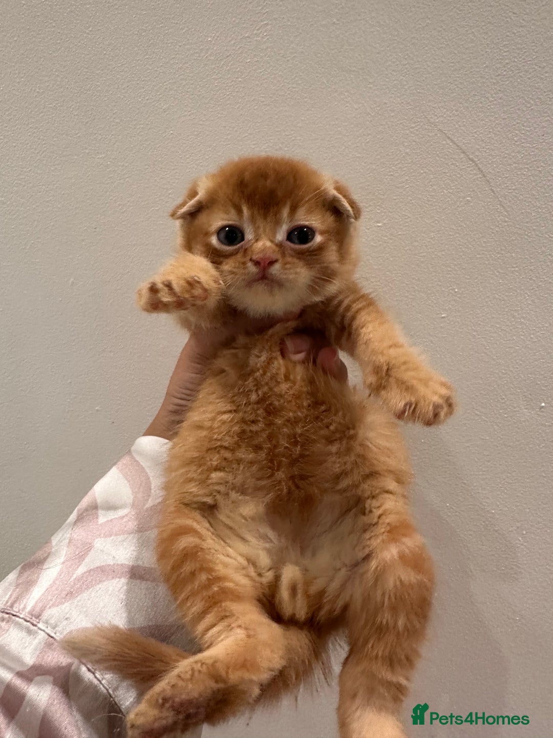 Scottish Fold cats for sale: Scottish fold male kittens available  - Image 18