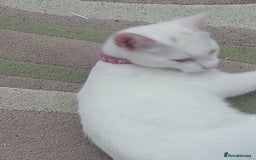 Mixed Breed cats for sale: Female kitten - Image 3