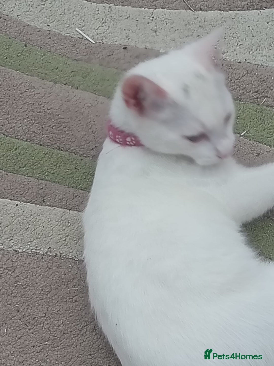 Mixed Breed cats for sale: Female kitten - Image 3