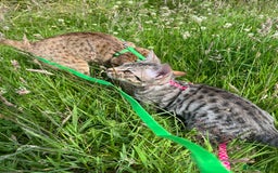 Ocicat cats for sale: Ocicat Kittens Available in Aberdeenshire in Alford - Image 5