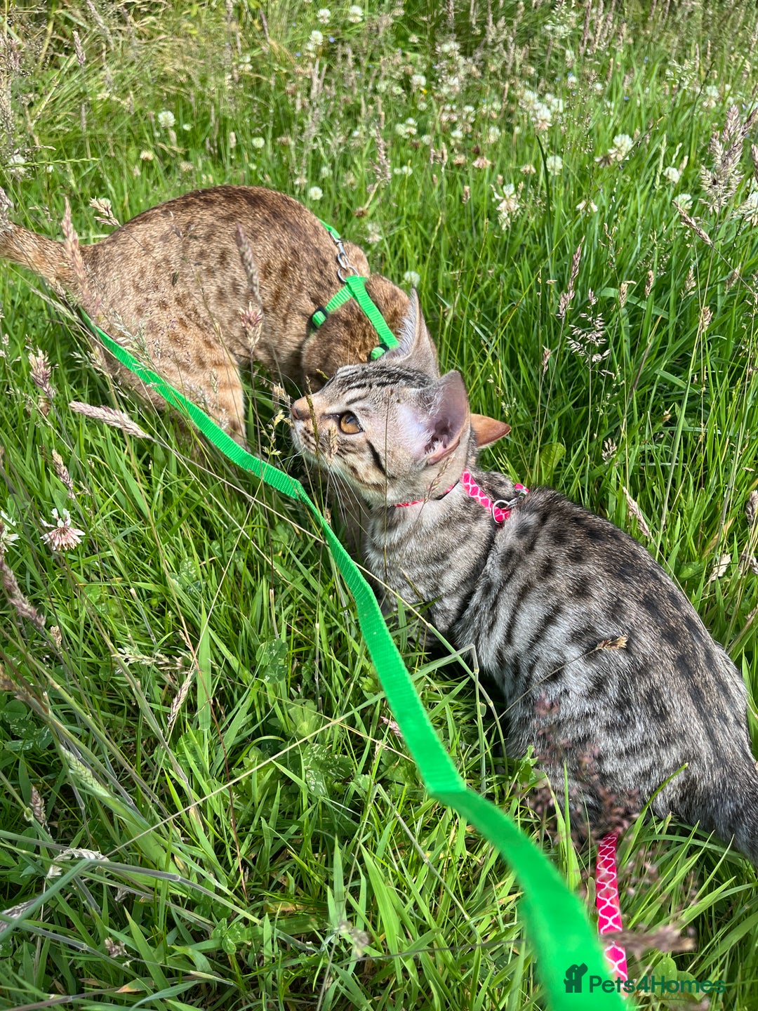 Ocicat cats for sale: Ocicat Kittens Available in Aberdeenshire in Alford - Image 5
