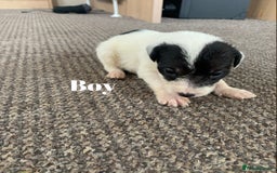 Jack Russell dogs for sale: Jack Russell puppy’s  - Image 10