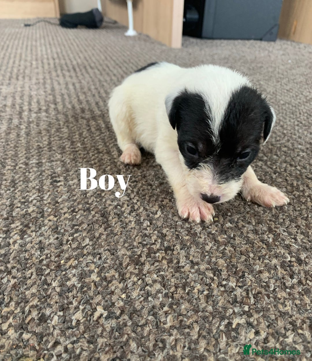 Jack Russell dogs for sale: Jack Russell puppy’s  - Image 10