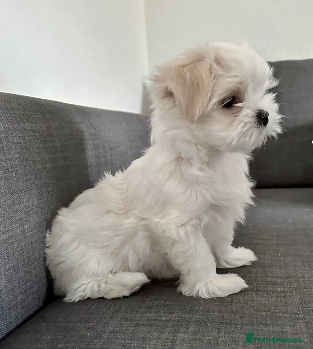 Maltese dogs for sale: 🌸 Exceptional KC Registered Maltese girls  🌸 - Advert 4