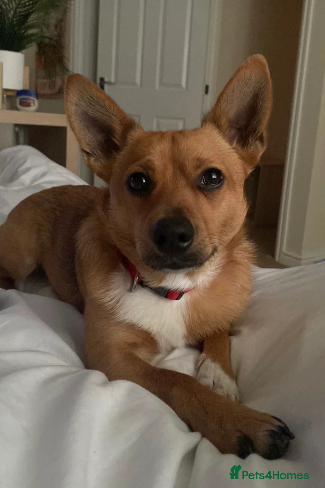 Mixed Breed dogs for sale: Cute dog for adoption  in Salisbury - Advert 1