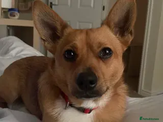 Mixed Breed dogs Cute dog for adoption - Advert 3